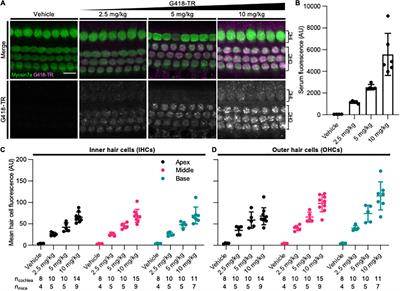 An in vivo Biomarker to Characterize Ototoxic Compounds and Novel Protective Therapeutics